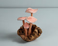 Pink Mushroom Sculpture, Cute Art, Mini, Small, Wooden Figurine, Decorative, Housewarming, Wood Carving, Gift for Mom, Gift for Sister
