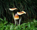 Garden Mushroom Decoration, Brown Mushroom, Outdoor, Sculpture, Nature, Painted Statue, Waterproof, Garden Decoration Art, Grandma Gift