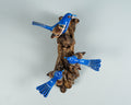 Blue Canary Wall Statue, Hanging Art, Handcrafted, Indigo Bunting Sculpture, Animal, Miniature, Figurine, Interior Decor, Appreciated Gift
