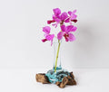 Blown Glass on Driftwood, Gamal, Molten Glass, Terrarium, Hand Blown Recycled Glass, Natural Piece, Housewarming Decor, Gift for Mother